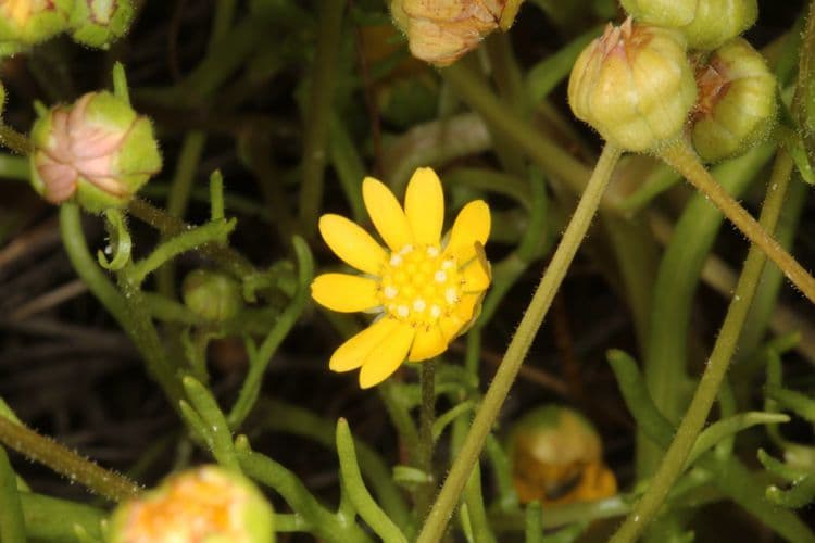 Blennosperma 2
