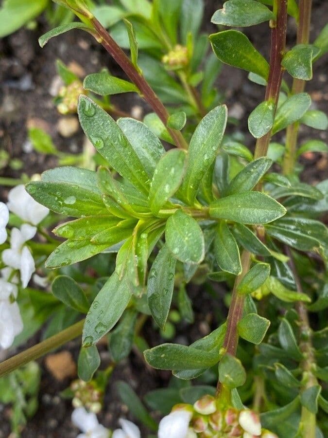 Iberis sempreverde 17