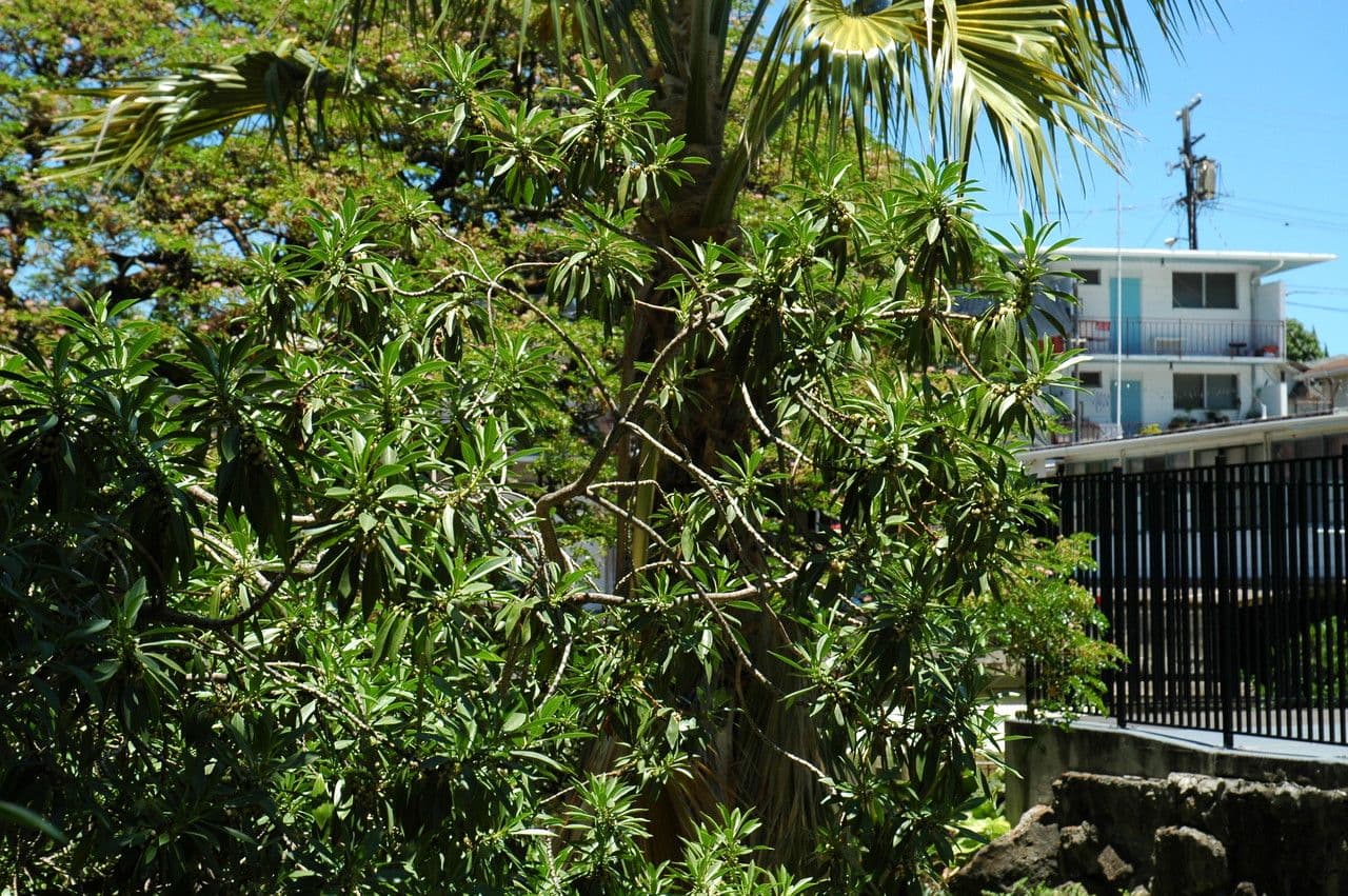 Myoporum 2