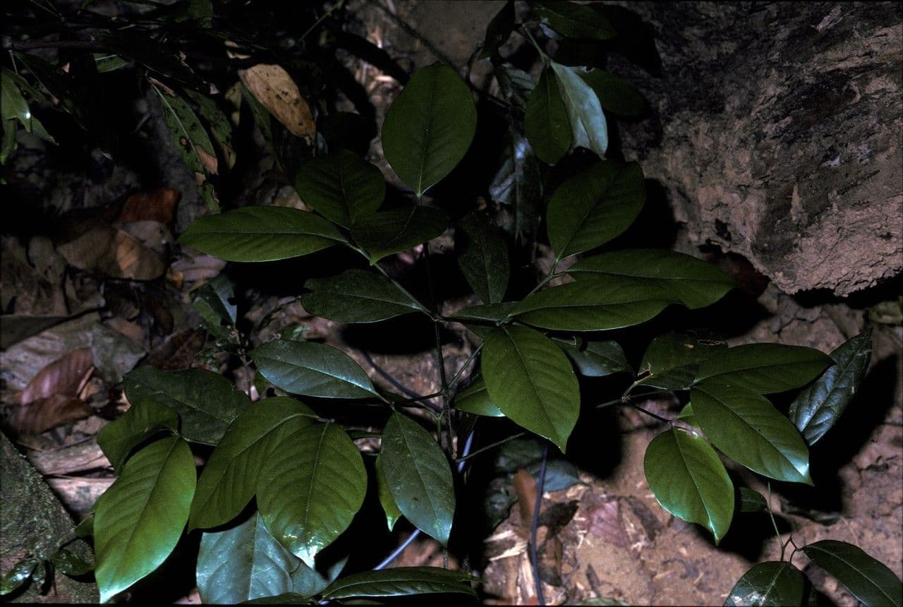 Garcinia morella