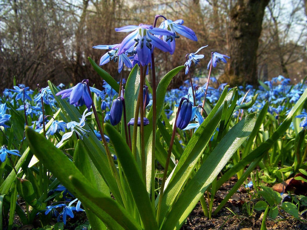 Scilla siberica 3