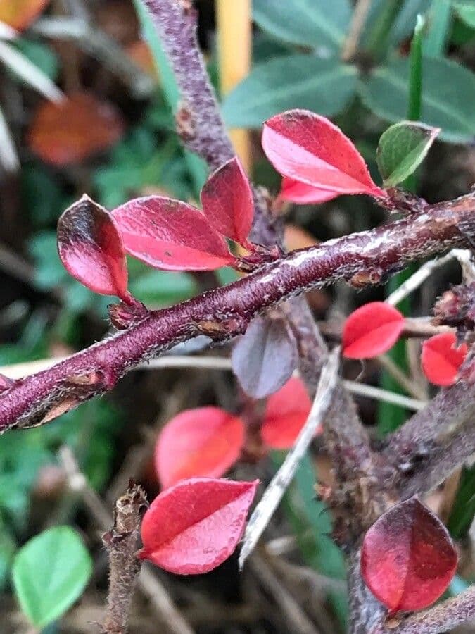 Cotoneaster 16
