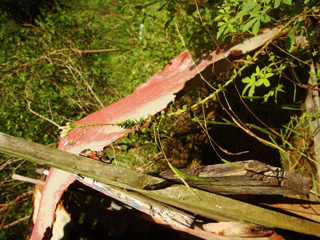 Pavučinkový kvet 26