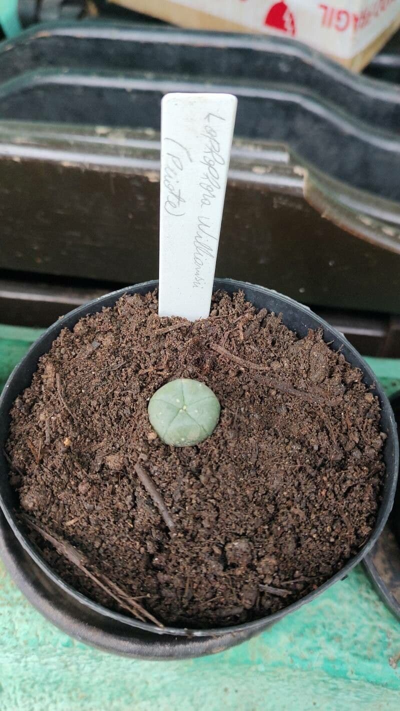 Peyote 11