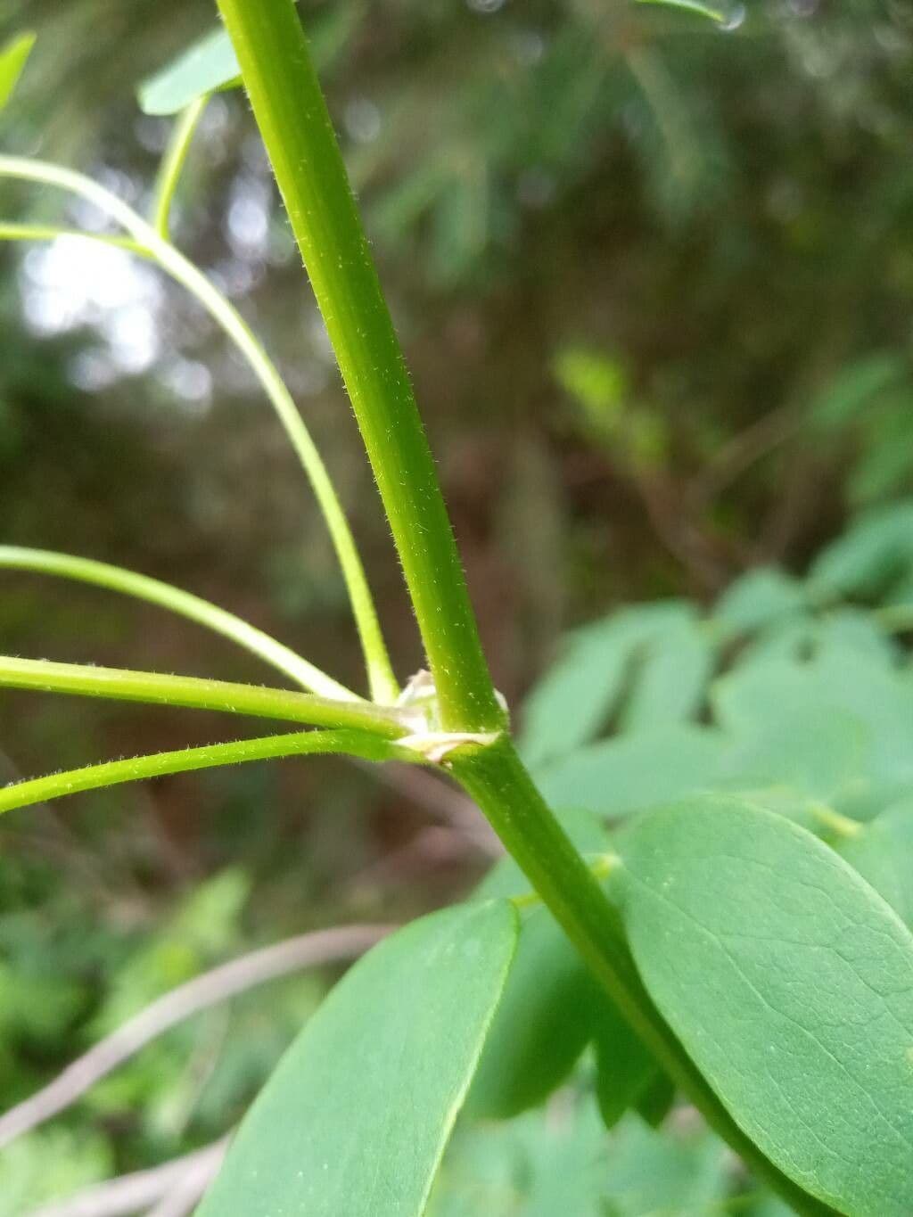 Thalictrum pubescens 18