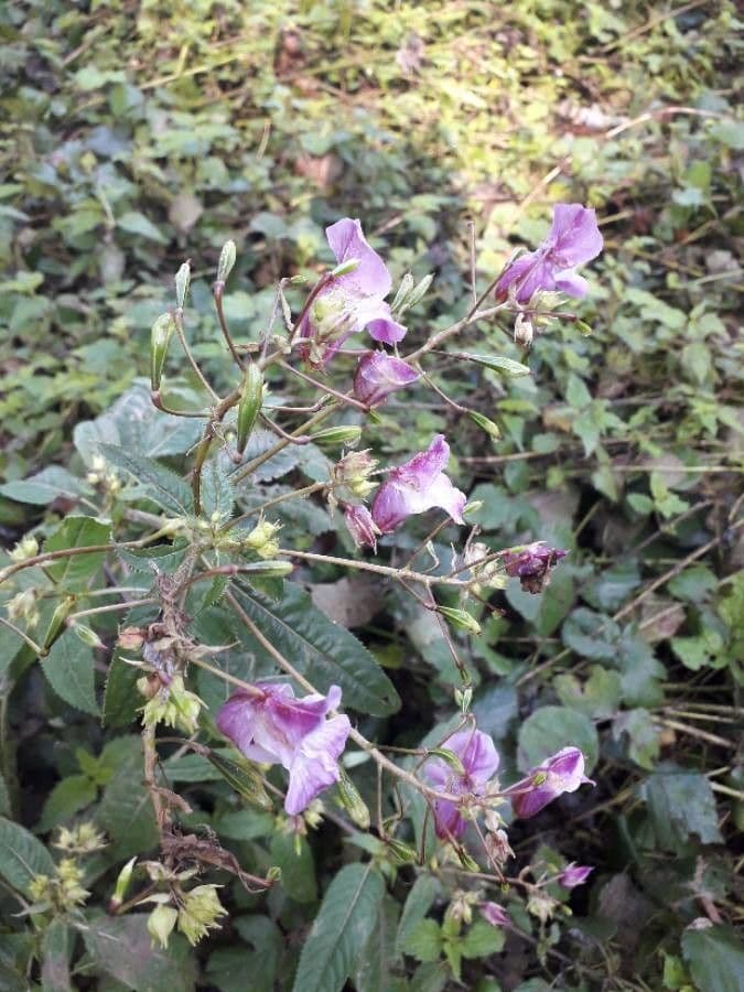Drüsiges Springkraut 9