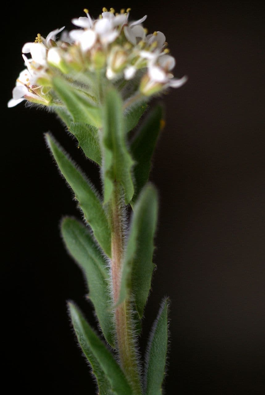 Lepidium 25