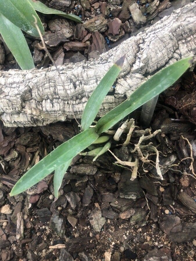 Prosthechea vitellina 6