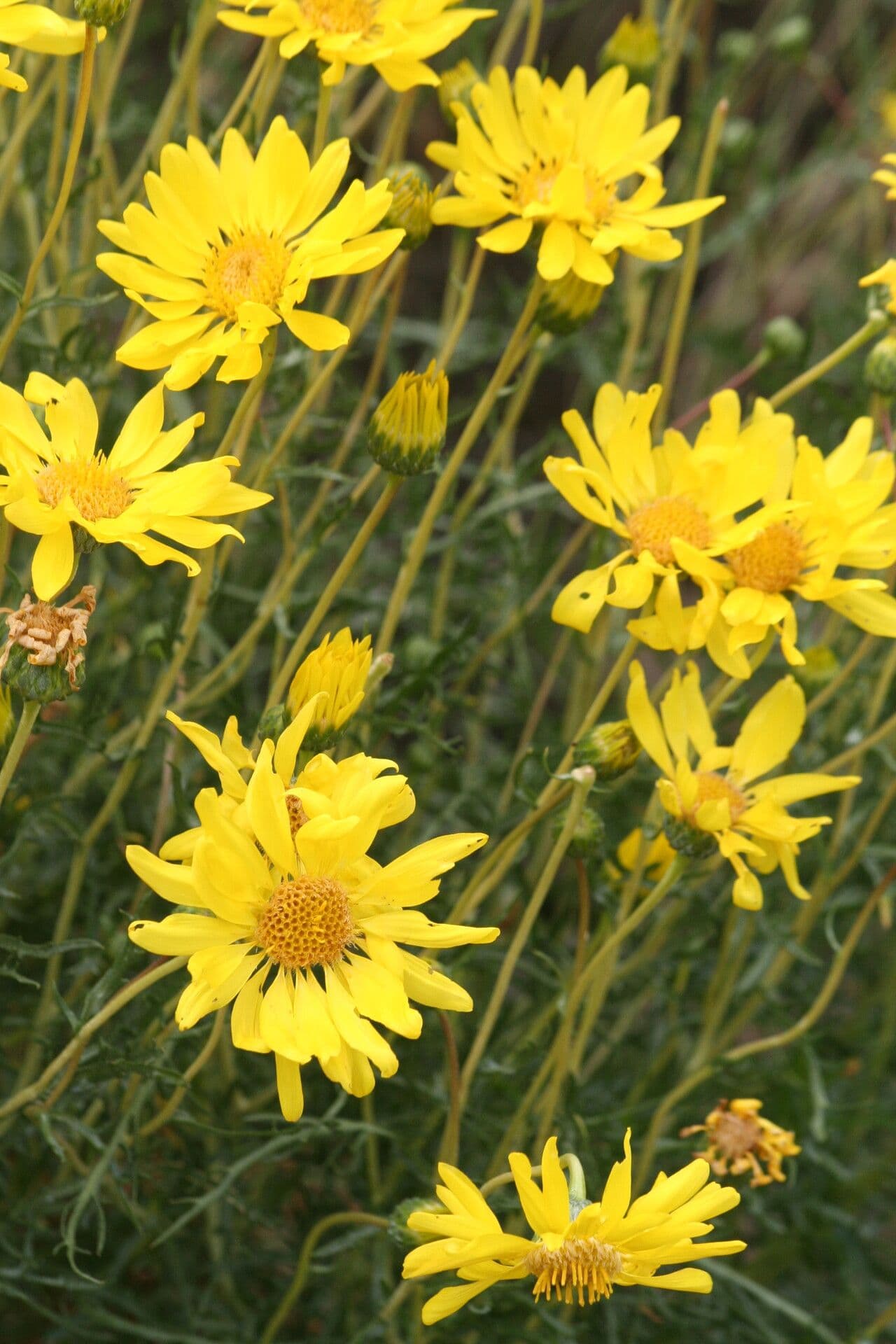 Grindelia
