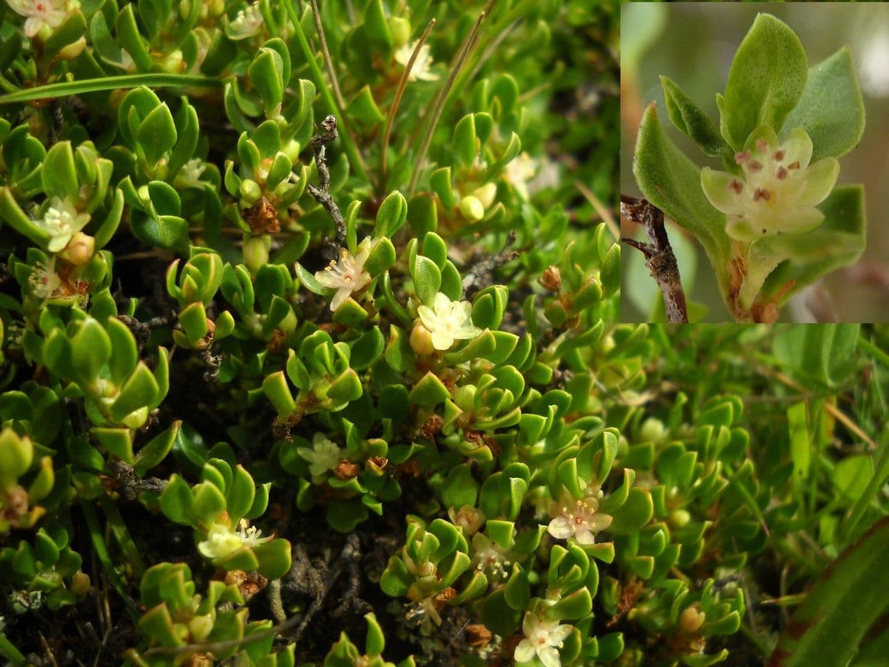 Muehlenbeckia 6