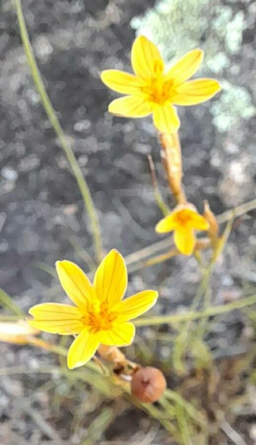 Sisyrinchium 2
