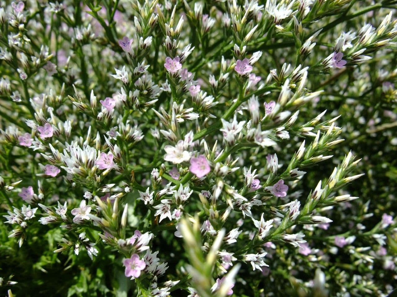 Goniolimon tataricum 9
