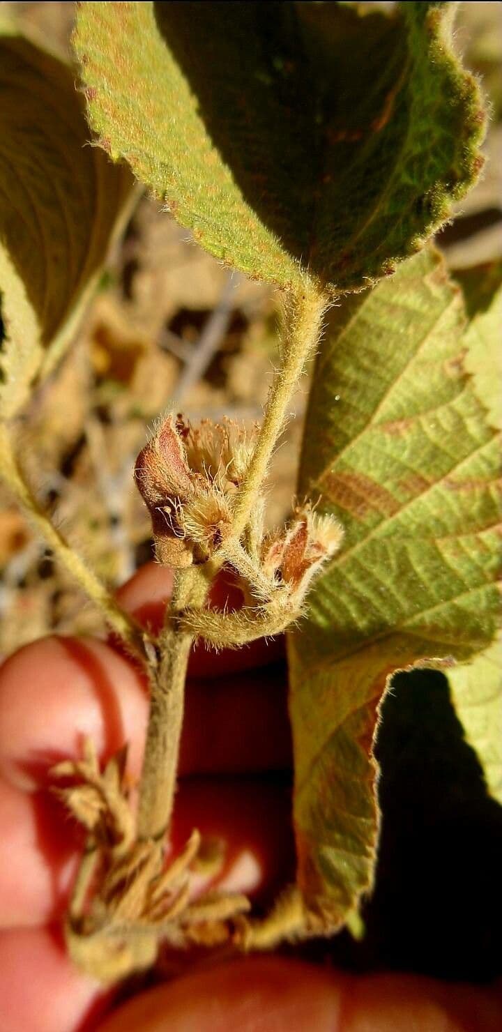Grewia 6