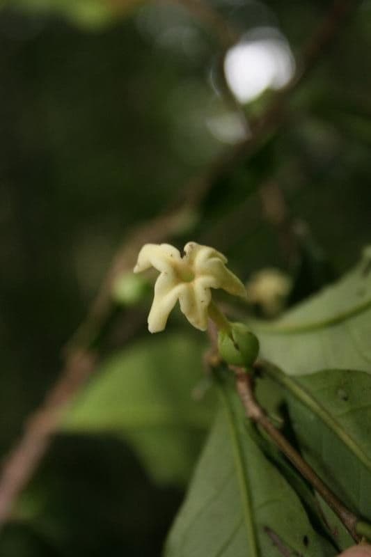 Drypetes variabilis 5
