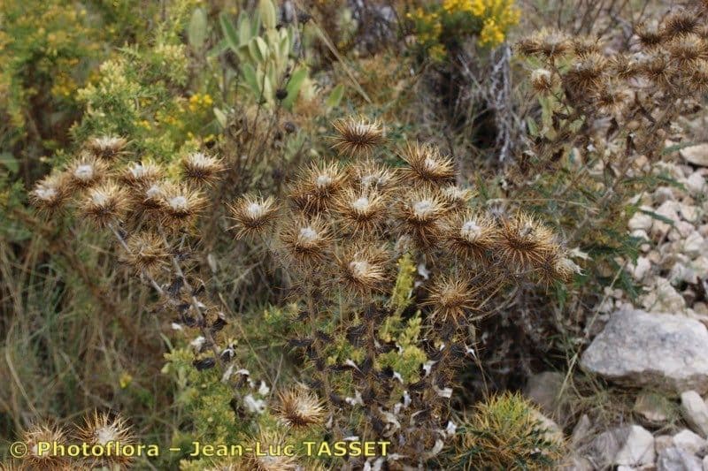 Ptilostemon 9