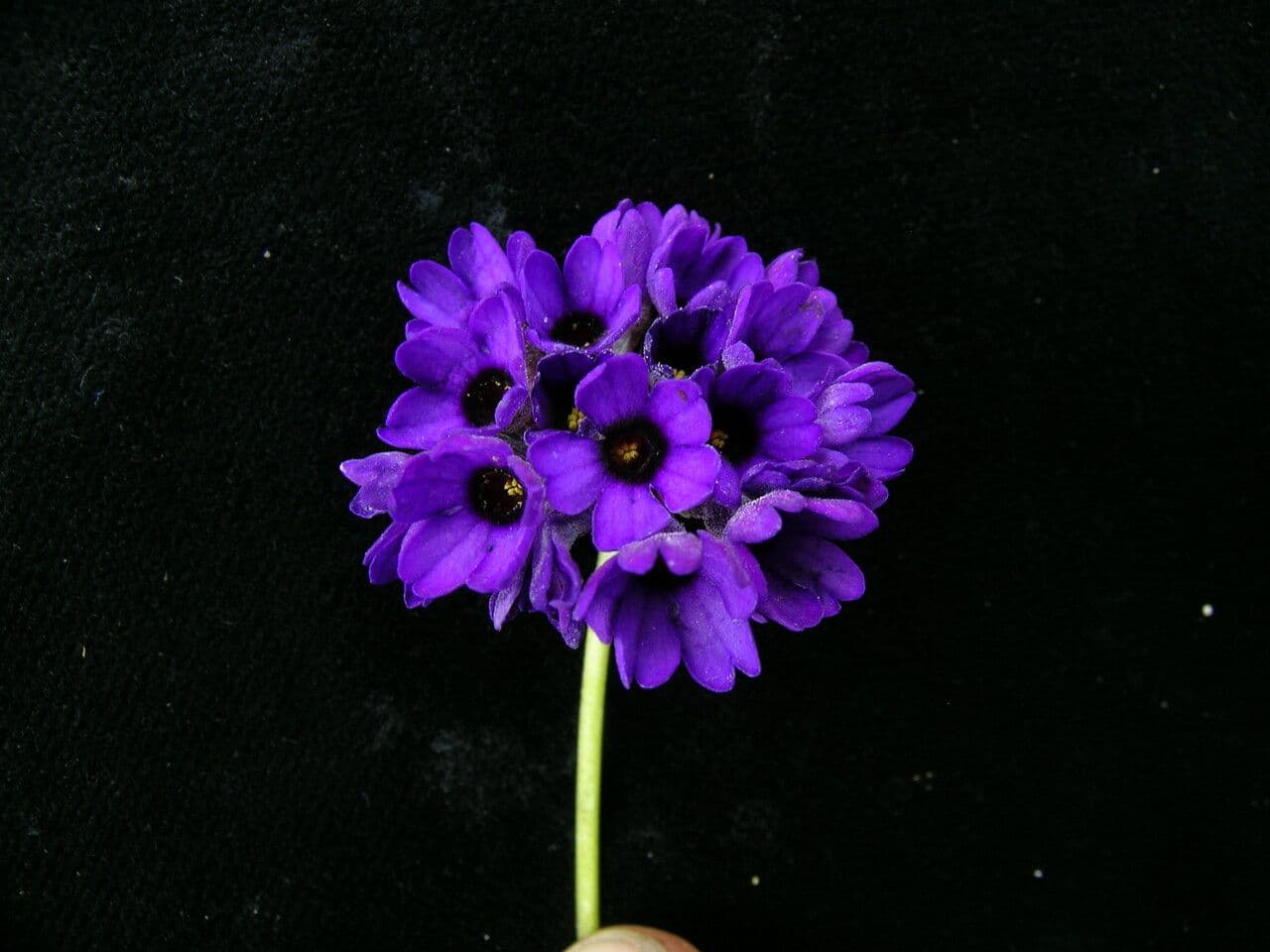 Primula 11