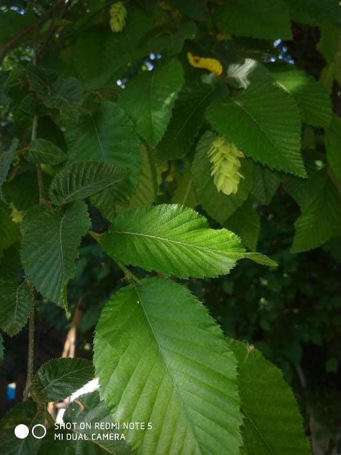 Carpino nero 18