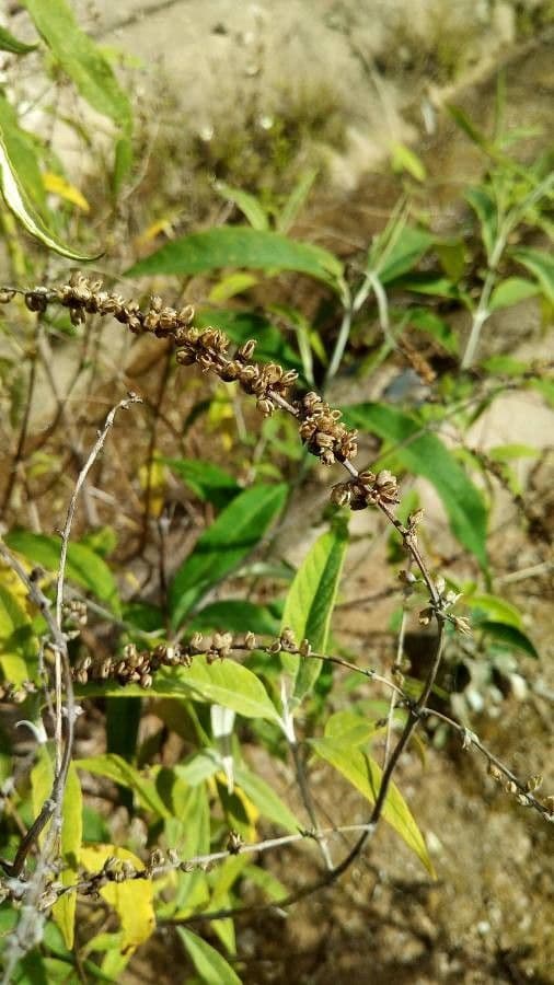 Buddleja asiática