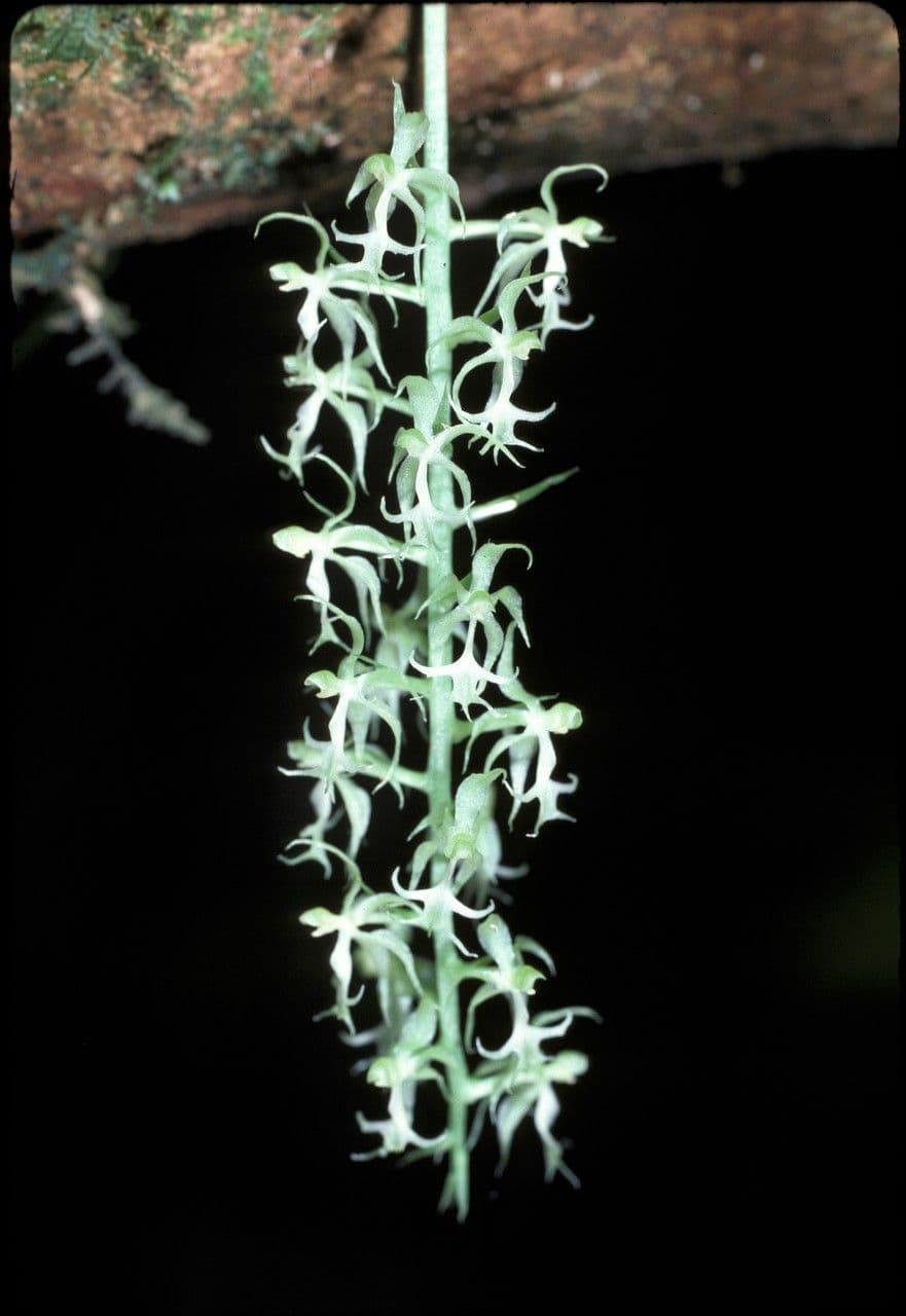 Cryptarrhena guatemalská 4