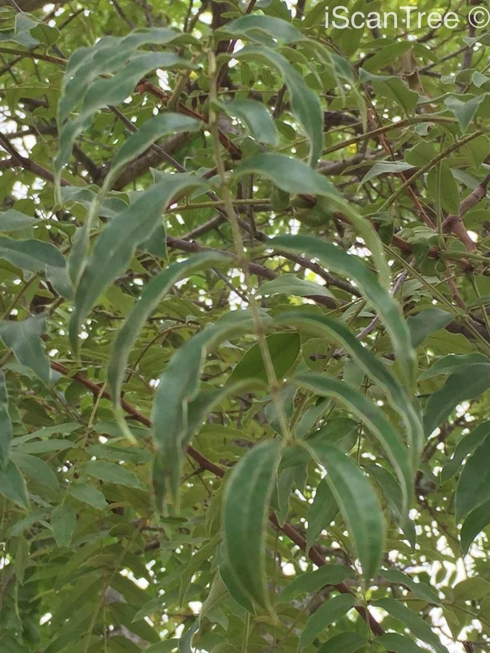 Senna petera 15