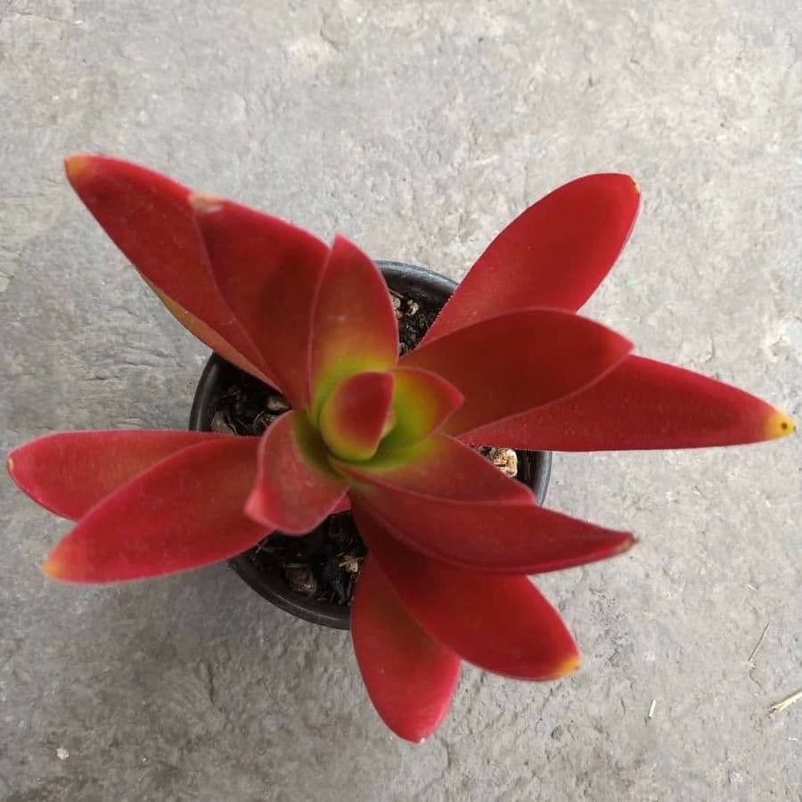 Crassula 19