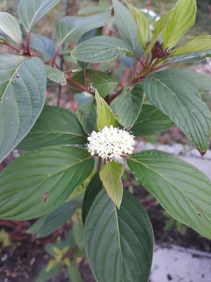 Svída výběžkatá 10