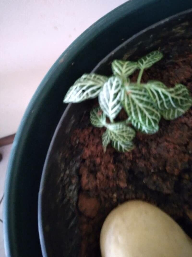 Fittonia 25