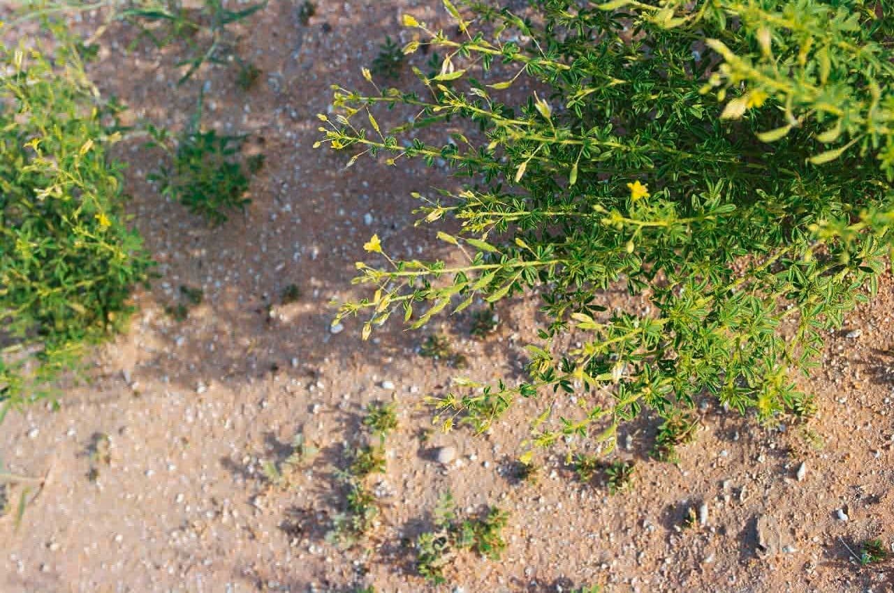 Cleome a frutto corto 17