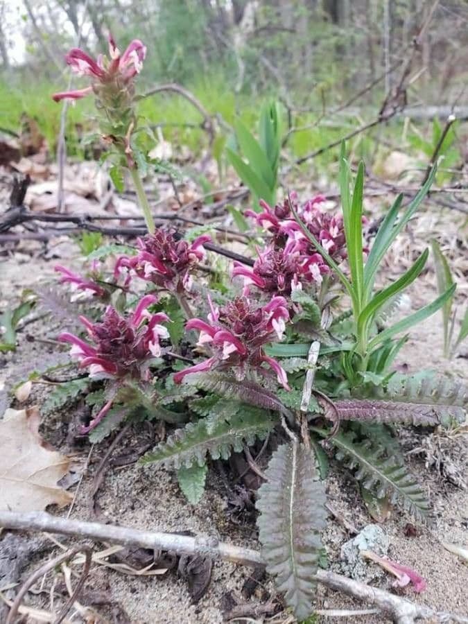 Pedicularis canadensis 4