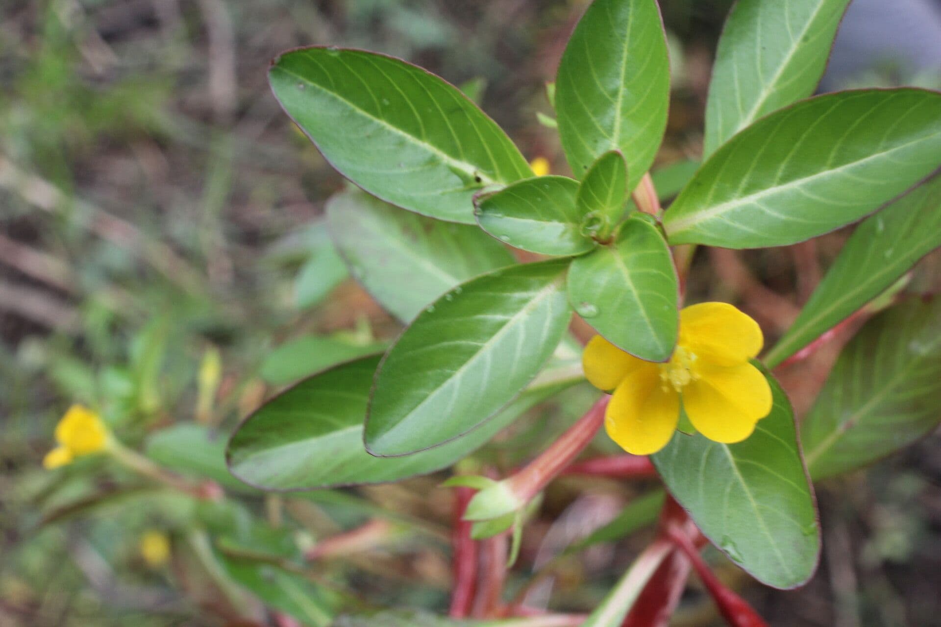 Ludwigia 3