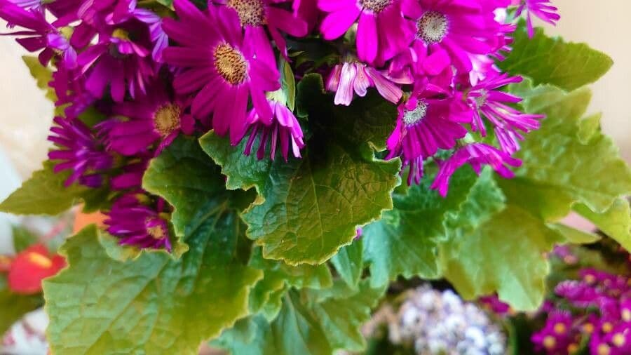 Pericallis 10
