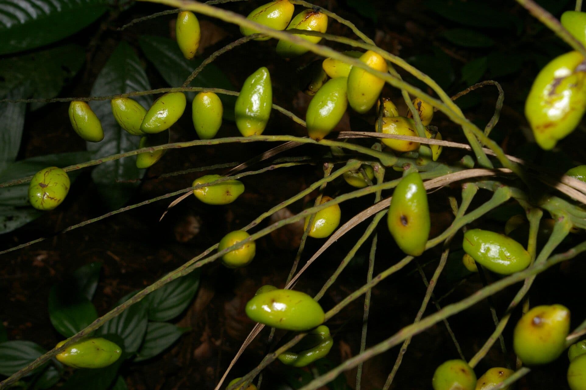 Synechanthus 5