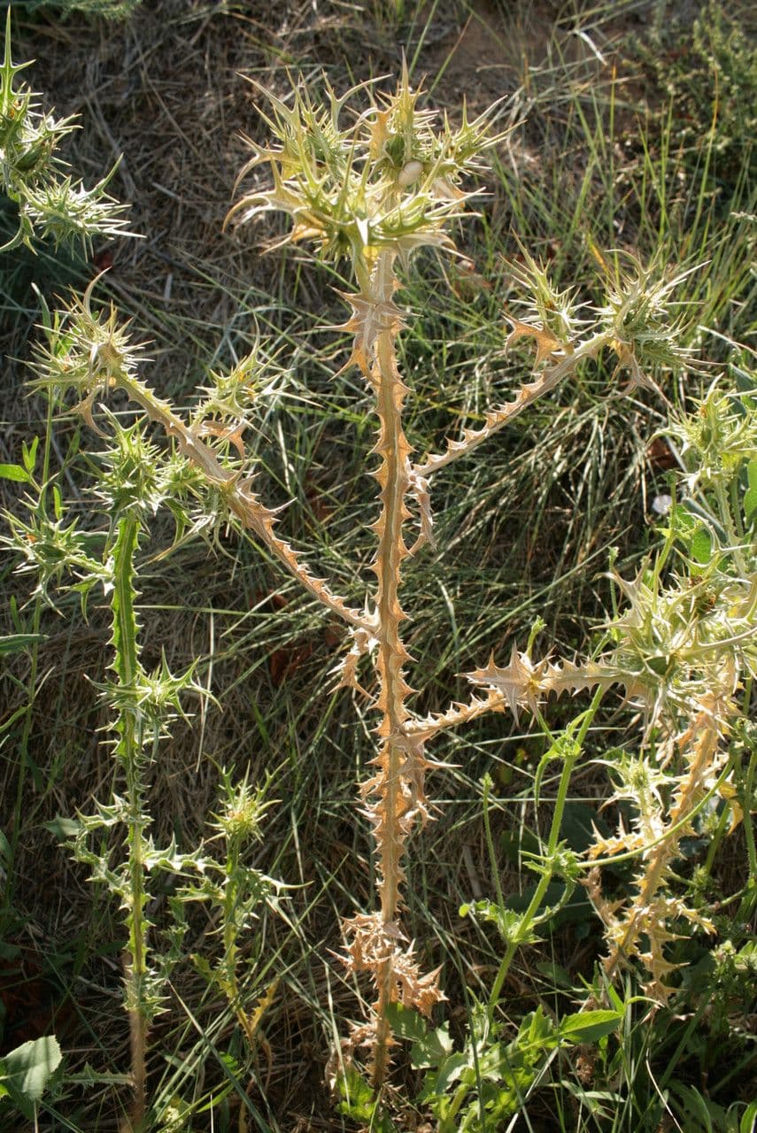 Girasole maculato 29