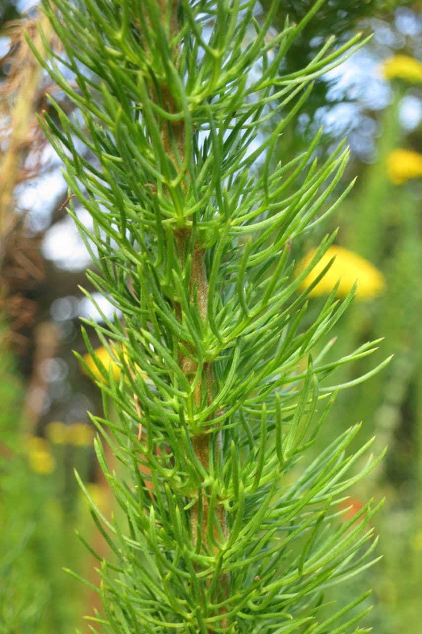 Phymaspermum 10