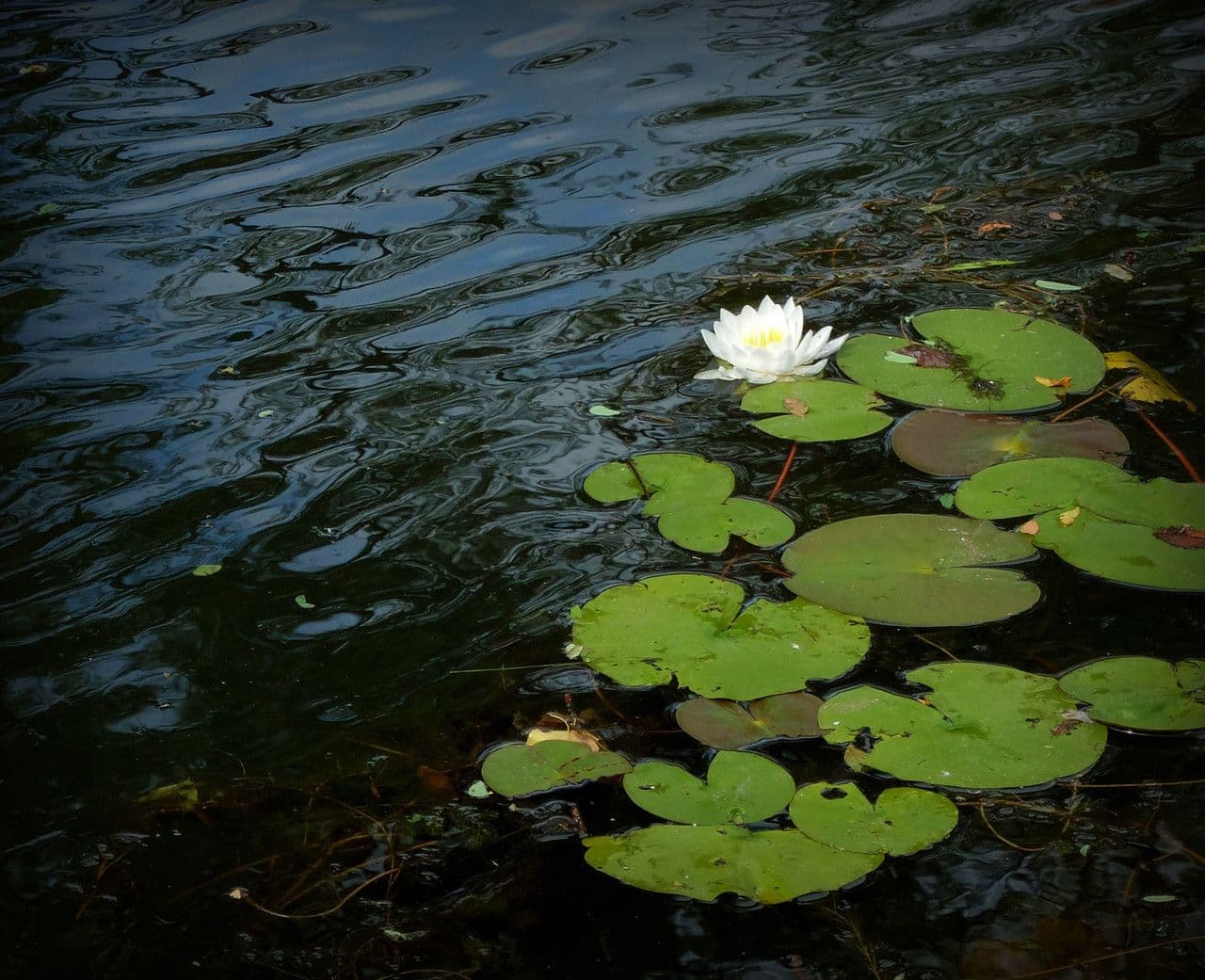 Ninfea odorosa 6