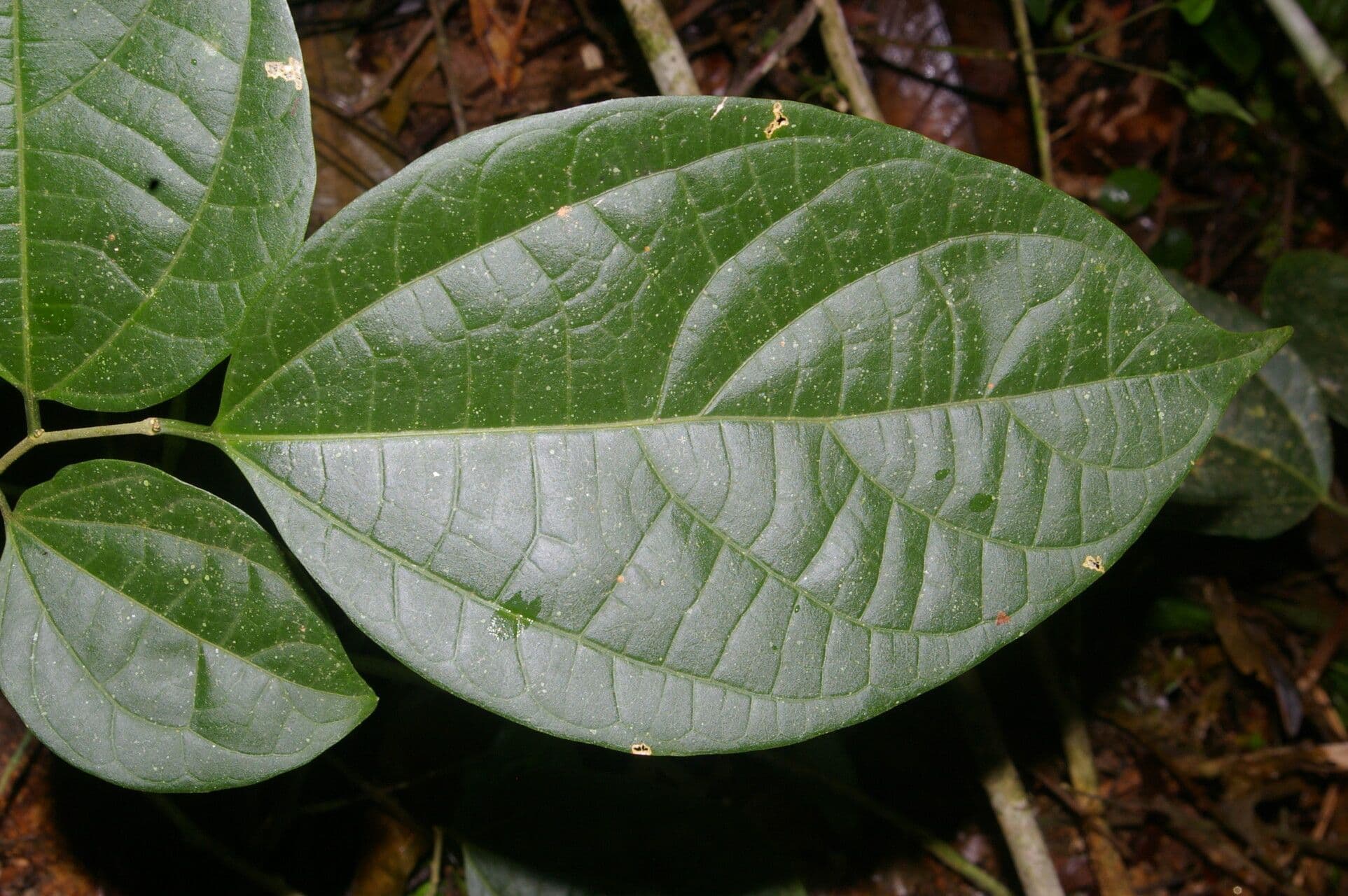 Celtis 7