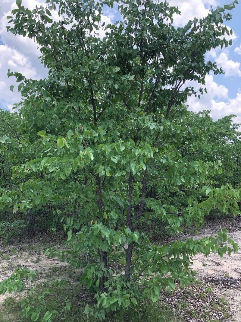 Mopane 4