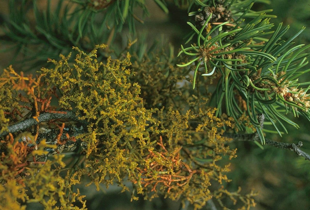 Arceuthobium divaricatum