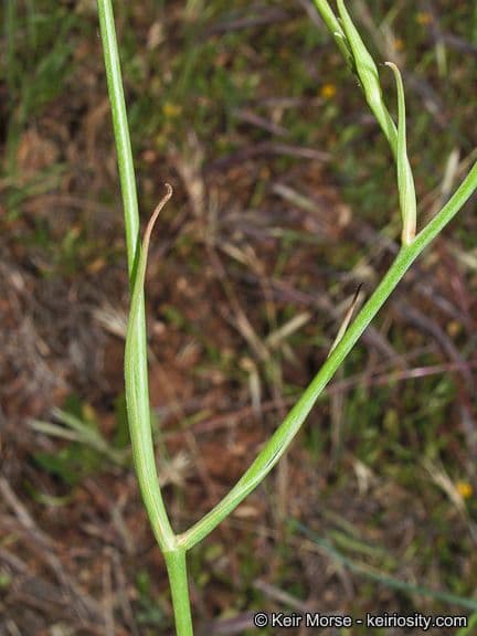 Calochortus splendens 9