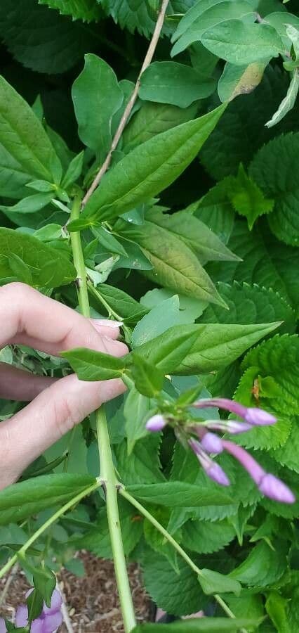 Gefleckte Phlox 14