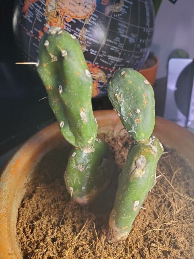 Orange Feigenkaktus 11