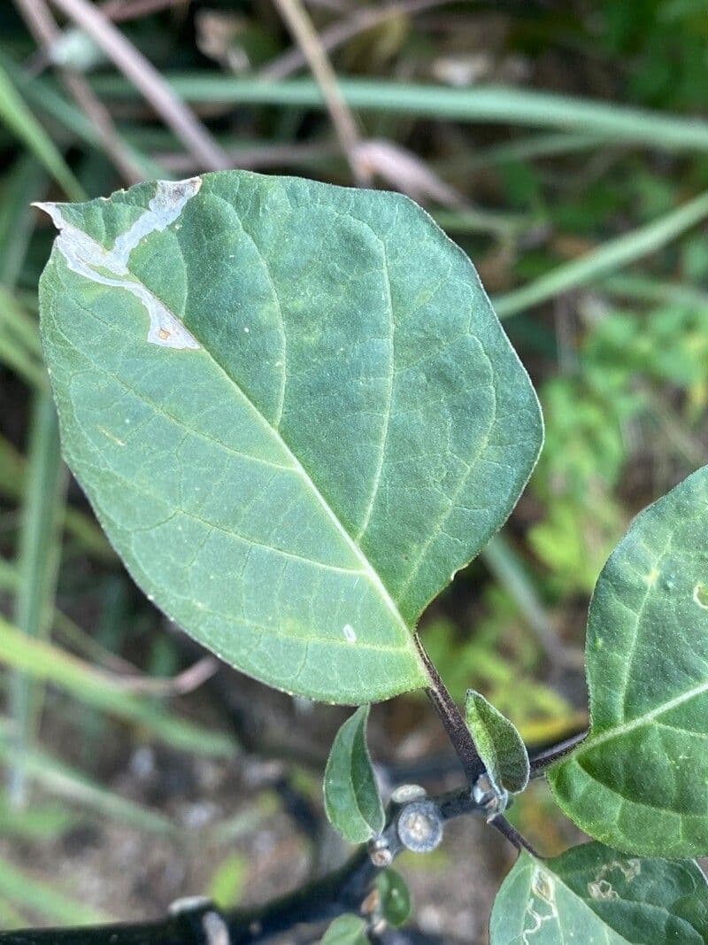 Datura metel 20