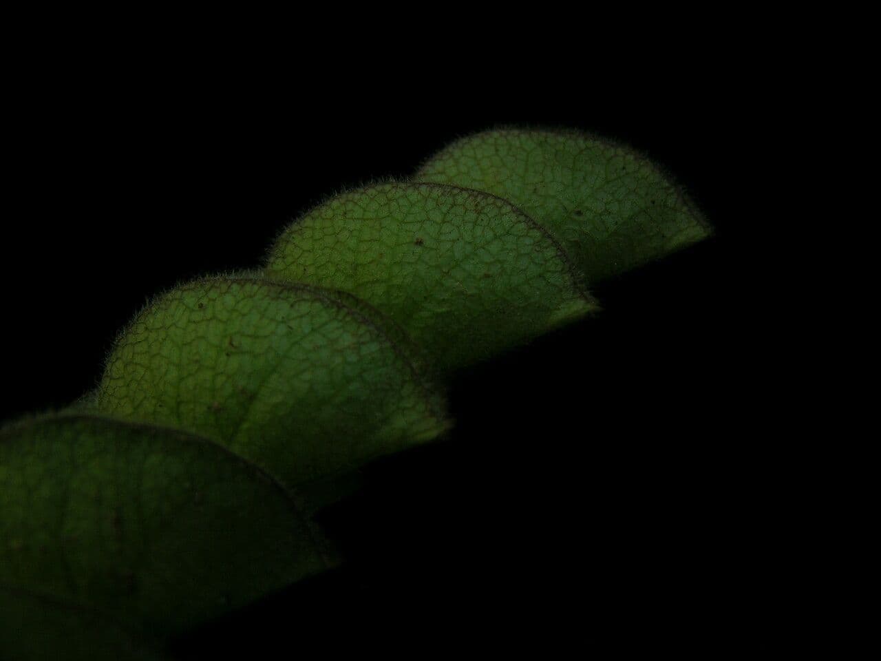 Flemingia strobilifera 3