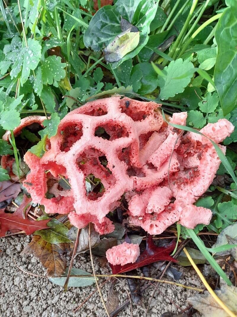 Hydnora