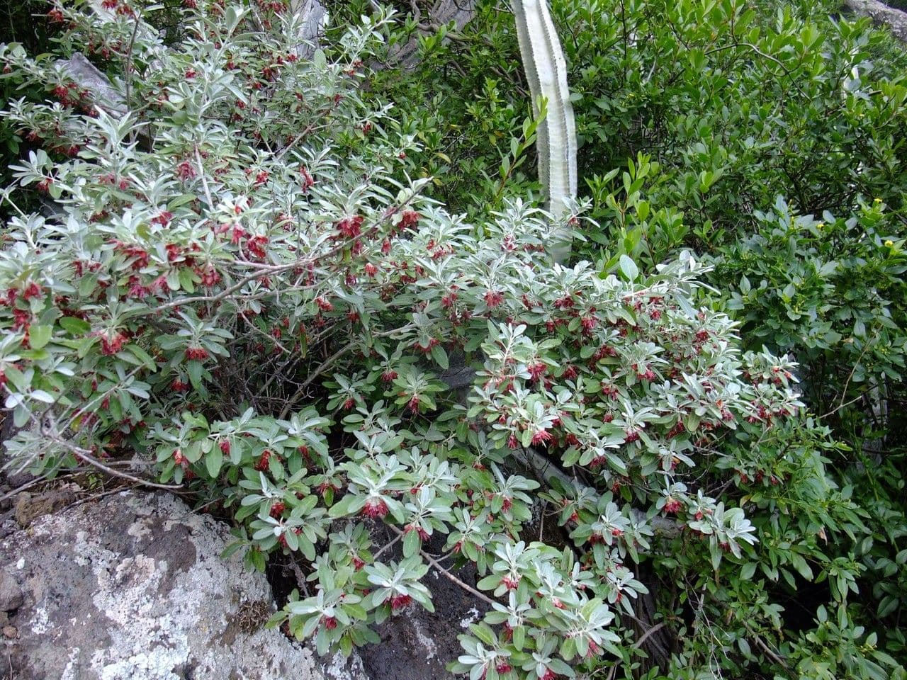 Gamdra 8