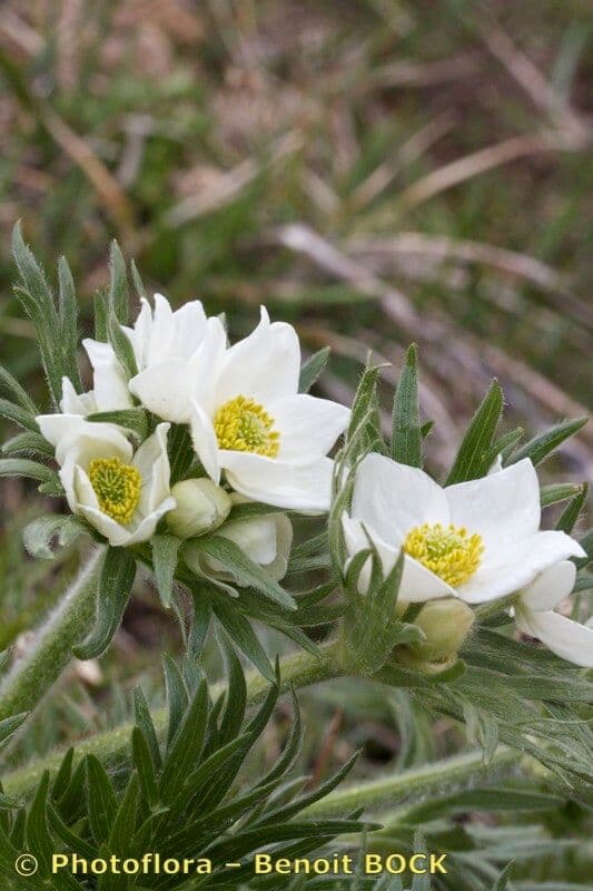 Anemone narcissiflora 23