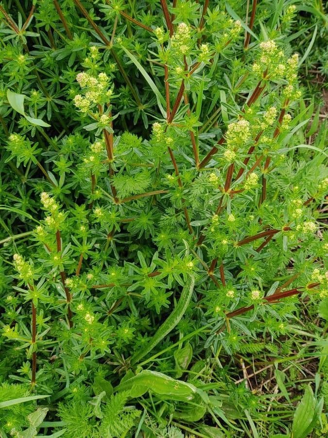 Caglio tirolese 25
