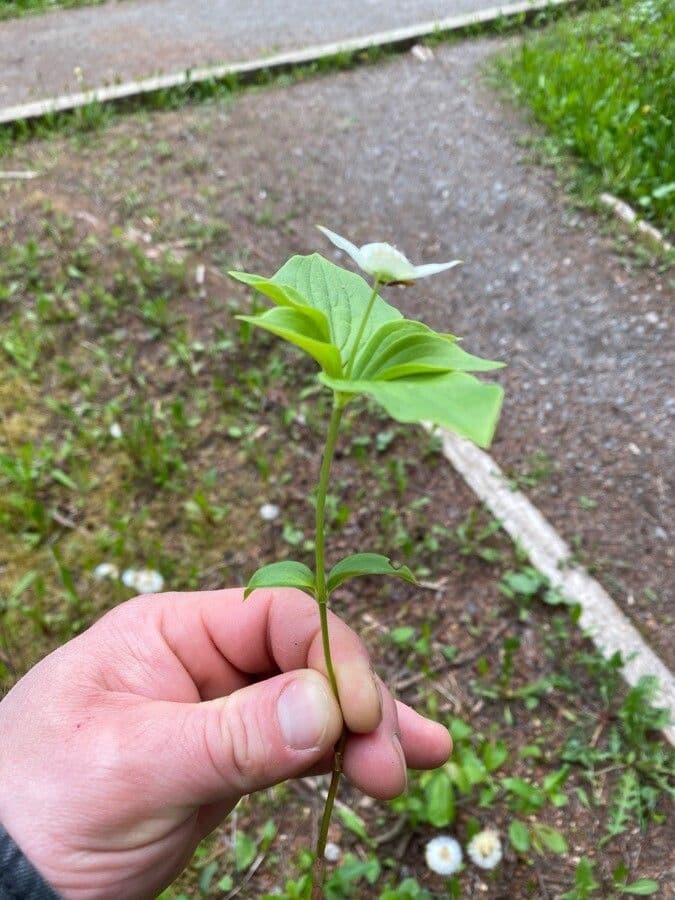Cornus de Canadá 12