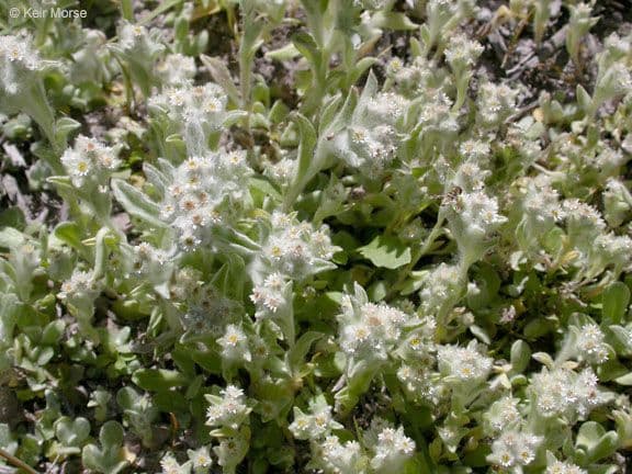 Gnaphalium 13