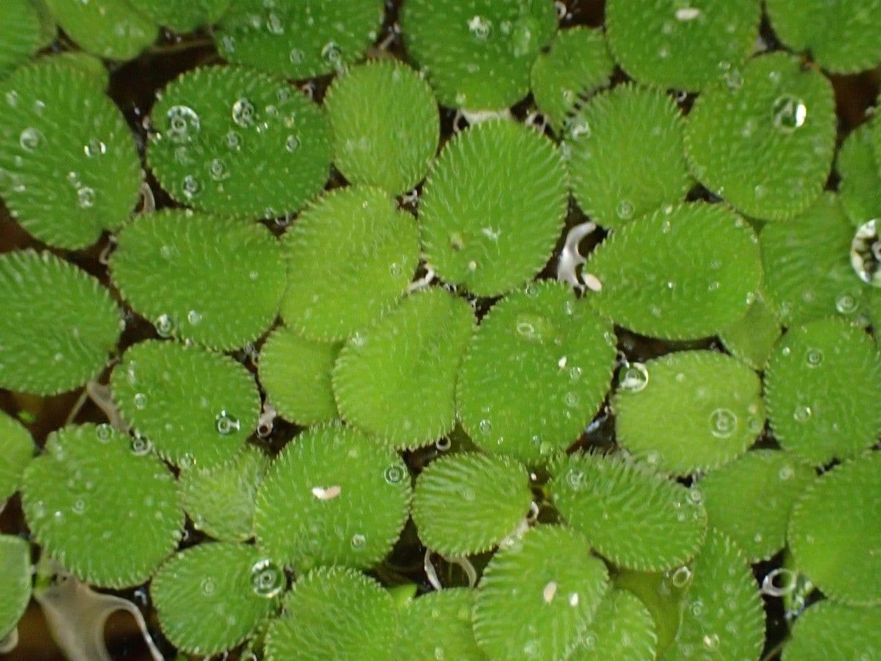 Salvinia minima 5
